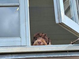 And the pup loved it too!