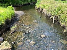 Walk to village from camaes bay, alongside hidden stream in woodland copse