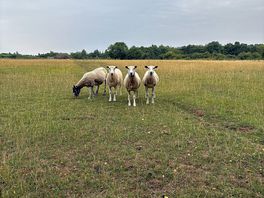 Cheeky sheep