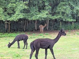 Alpacas
