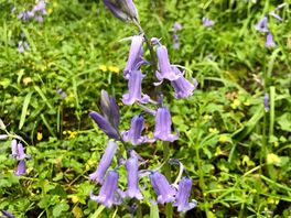 Bluebells all round you