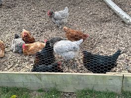 Chickens