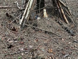 Fairy woods