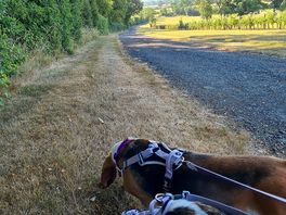 Sniffing along the dog walk, we really liked how much shade there was and the all weather track.