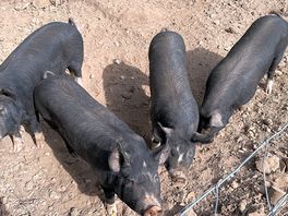 Piggies