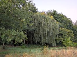 Willow tree