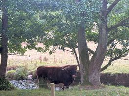 Highland cattle in field behind our tent