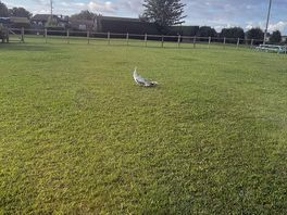 Peahen and babies