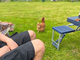 Friendly chicken