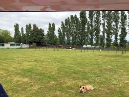 The dog enjoyed it. ❤️