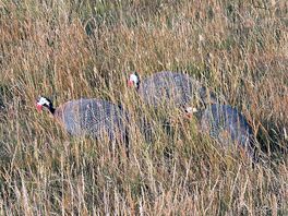 Guineafowl wondering