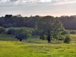Sun going down behind the trees in the next field.