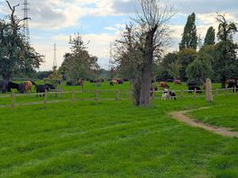 Field to the back of site which had cattle turned into it while we where there