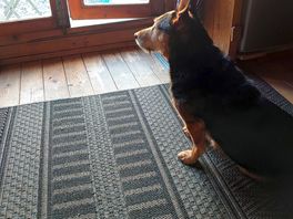 Our pup enjoyed himself too