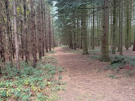 Walk in the woods