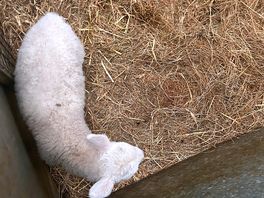 Lambs you can feed