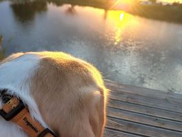 Looking over the lake