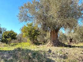 100 years old olive trees