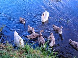 Regular visitors