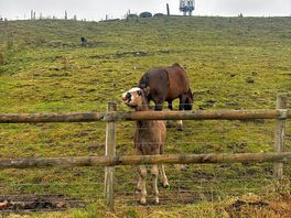 Animals