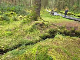 Hafren forest