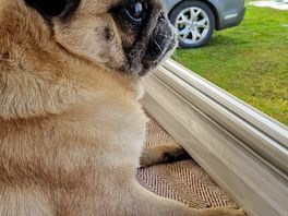 Duke watching cars pull in