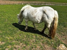 One of the very friendly horses