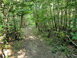 Trail in the woods off the site