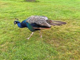 Same peacock again