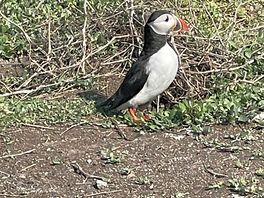 Farne islands trip puffin