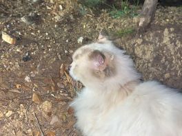 Un petit chat mignon que l'on peut croiser parfois le soir