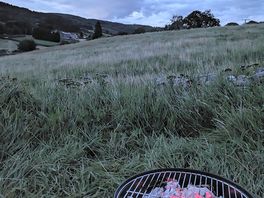 Bbqs and off ground fires allowed