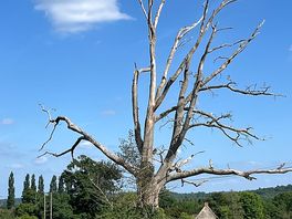 Tree where the deer hang out