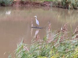 Heron on pond