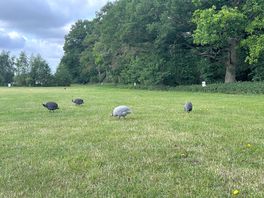 Guinea fouls around the site.