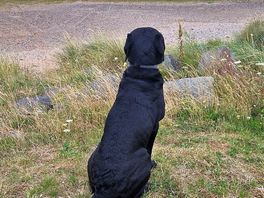 My boy xavier looking for the sea.