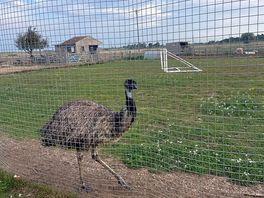 Ostrich