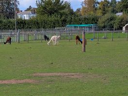 Animals