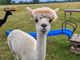 Alpacas were a great addition