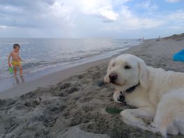Noi avevamo tre cani taglia grossa e due bimbi di tre anni
