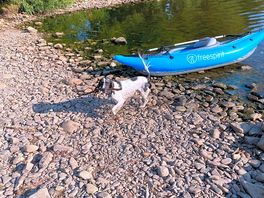 Our dog enjoying the river