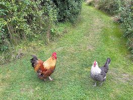 Friendly chickens
