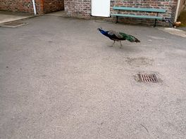 The peacock making us feel welcome!