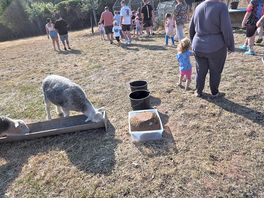 Feeding the sheep