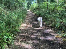 Woodland walk