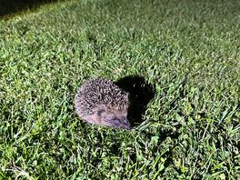 Harry the hedgehog :)