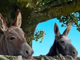 Owners donkeys