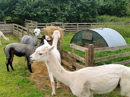 Alpaca pen