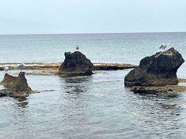 4 seagulls