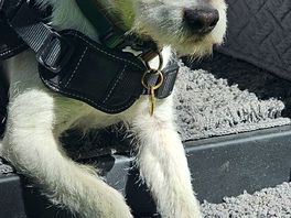 My dog loved it.